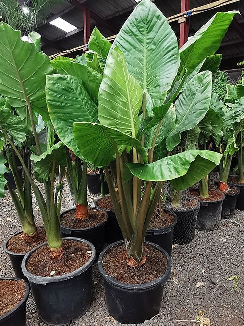elephant ears plant adelaide Native Elephant Ear Plant (Alocasia brisbanensis) – Buy Now! – Ladybird Nursery