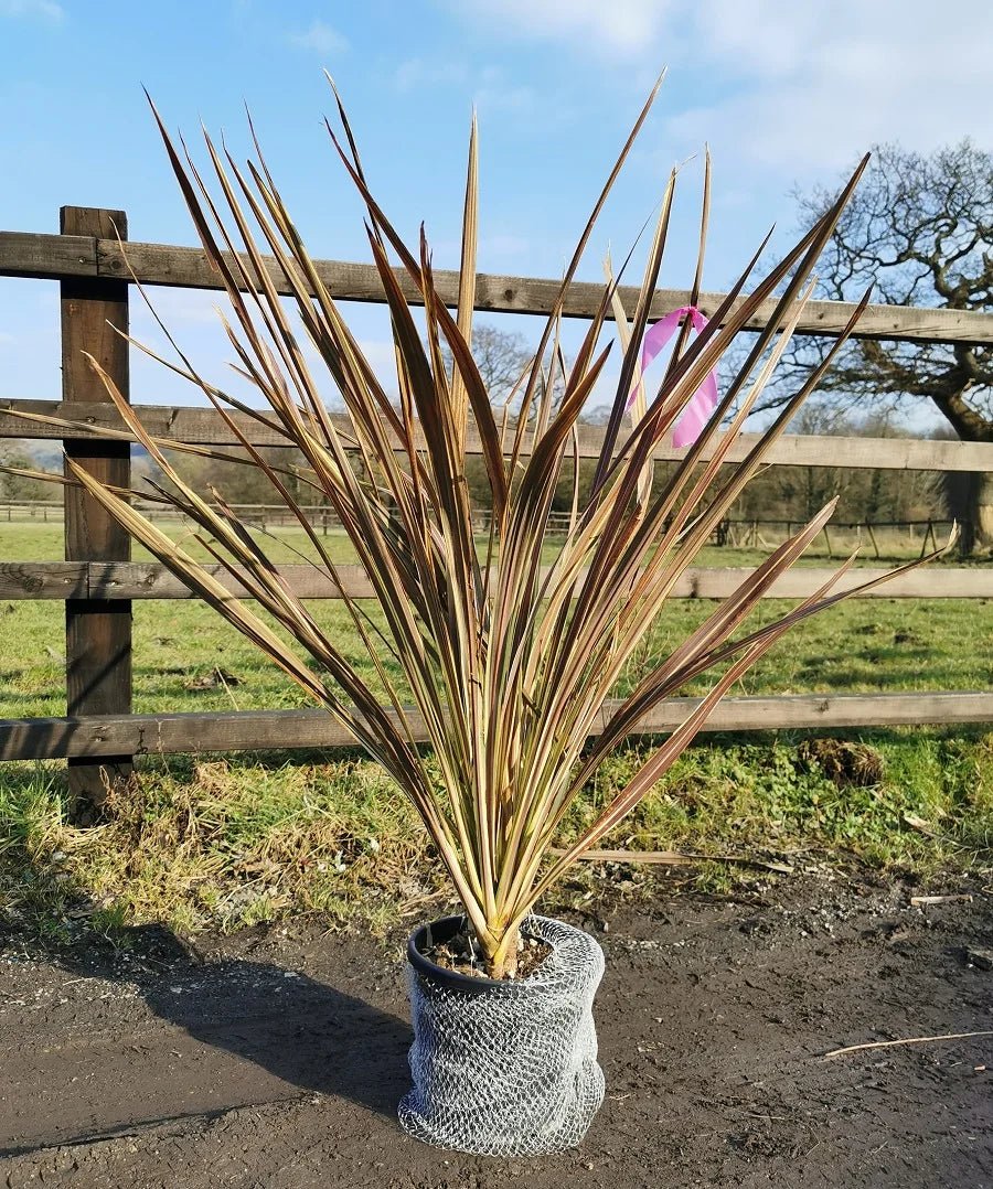 Cordyline Electric Flash™ (Cordyline banksii) - Ladybird Nursery