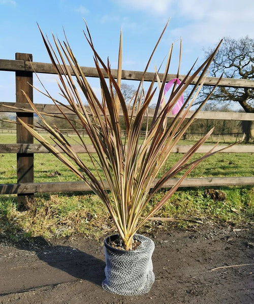 Cordyline Electric Flash™ (Cordyline banksii) - Ladybird Nursery