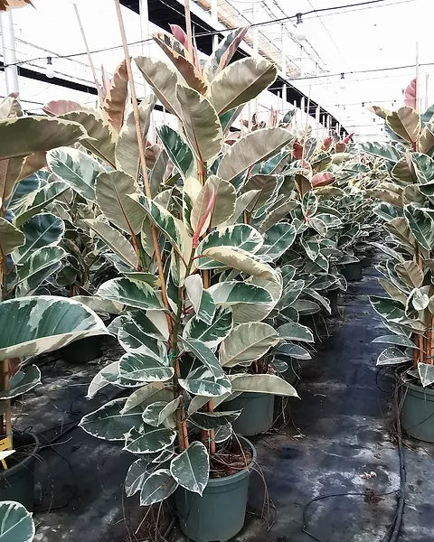Tineke Rubber Plant (Ficus elastica)