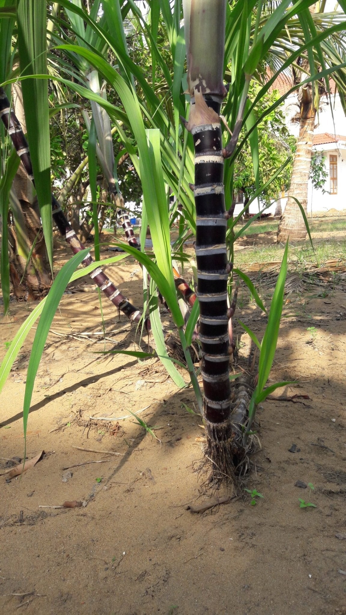 Black Sugarcane burgundy (QLD ONLY) - Ladybird Nursery