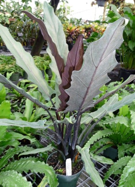 Purple Sword (Alocasia lauterbachiana) - Ladybird Nursery