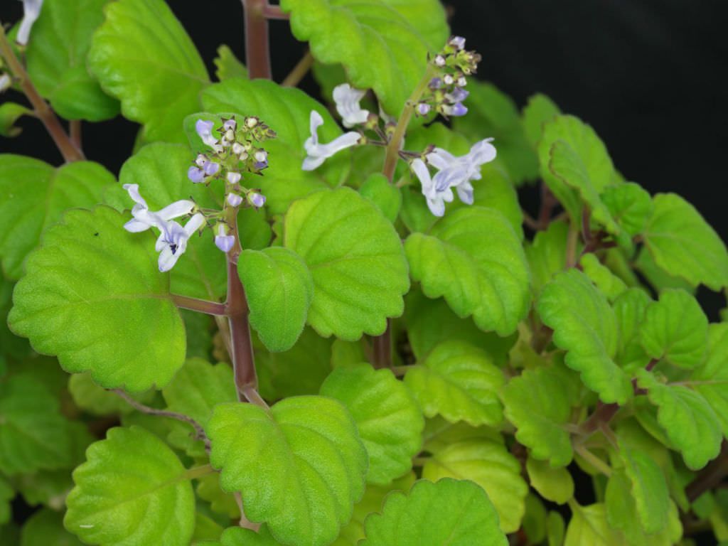 Swedish Ivy (Plectranthus Verticillatus)
