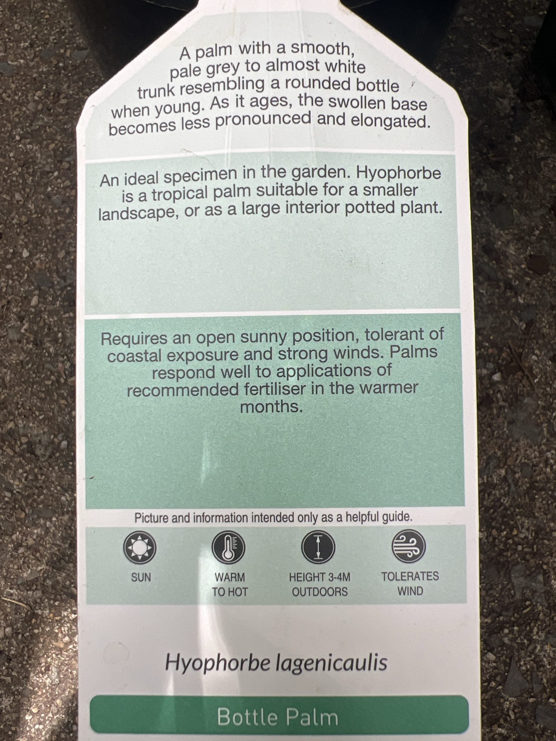 Bottle Palm (Hyophorbe lagenicaulis)