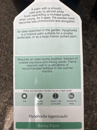 Bottle Palm (Hyophorbe lagenicaulis) 200mm Pot - Ladybird Nursery