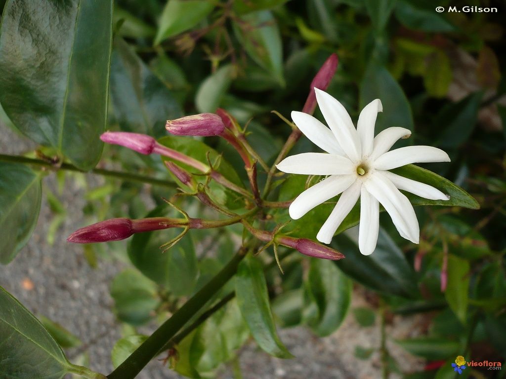 Angel Wing Jasmine (Jasminum nitidum) - Ladybird Nursery