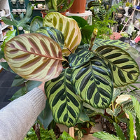 Prayer Plant (Calathea makoyana)