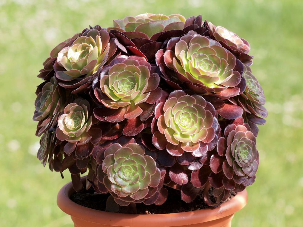 Purple Rose atropurpureum (Aeonium arboreum)