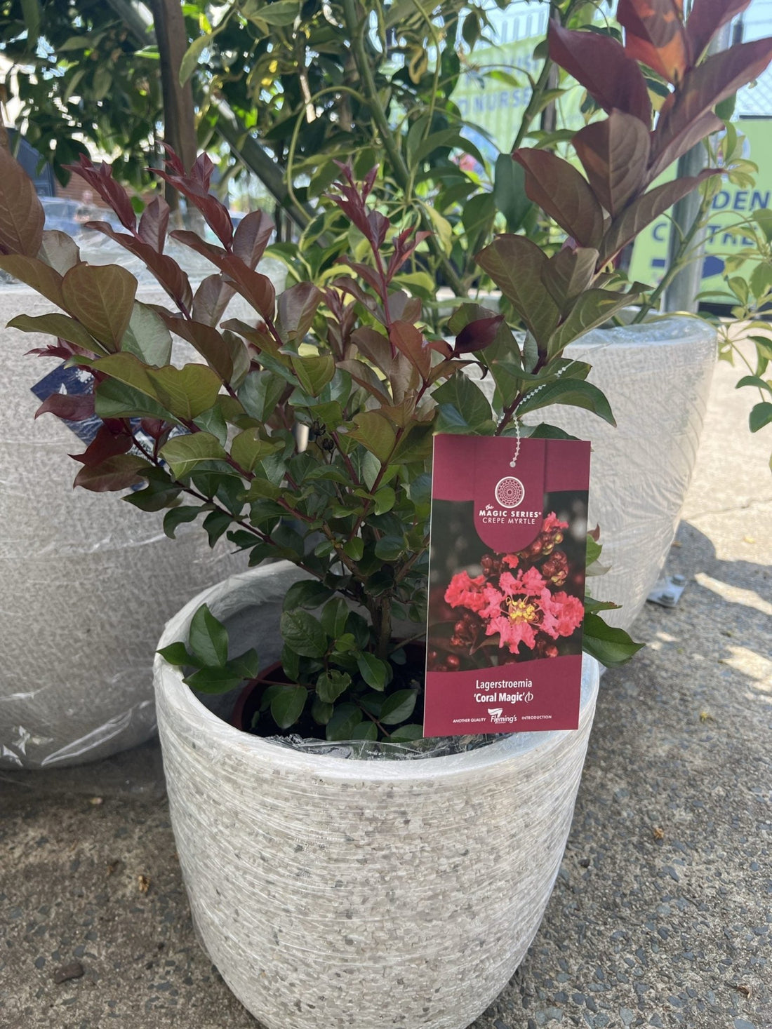 Crepe Myrtle Coral Magic (Lagerstroemia indica x fauriei) - Ladybird Nursery
