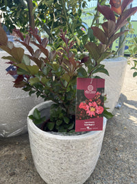 Crepe Myrtle Coral Magic (Lagerstroemia indica x fauriei)