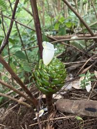 Unknown Costus (Costus dubius) - Ladybird Nursery