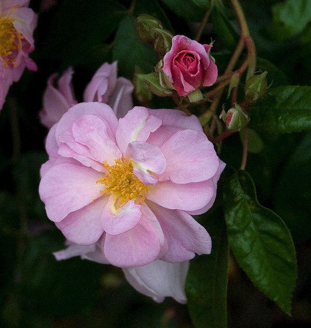Rose Renae (Rosa) - Ladybird Nursery