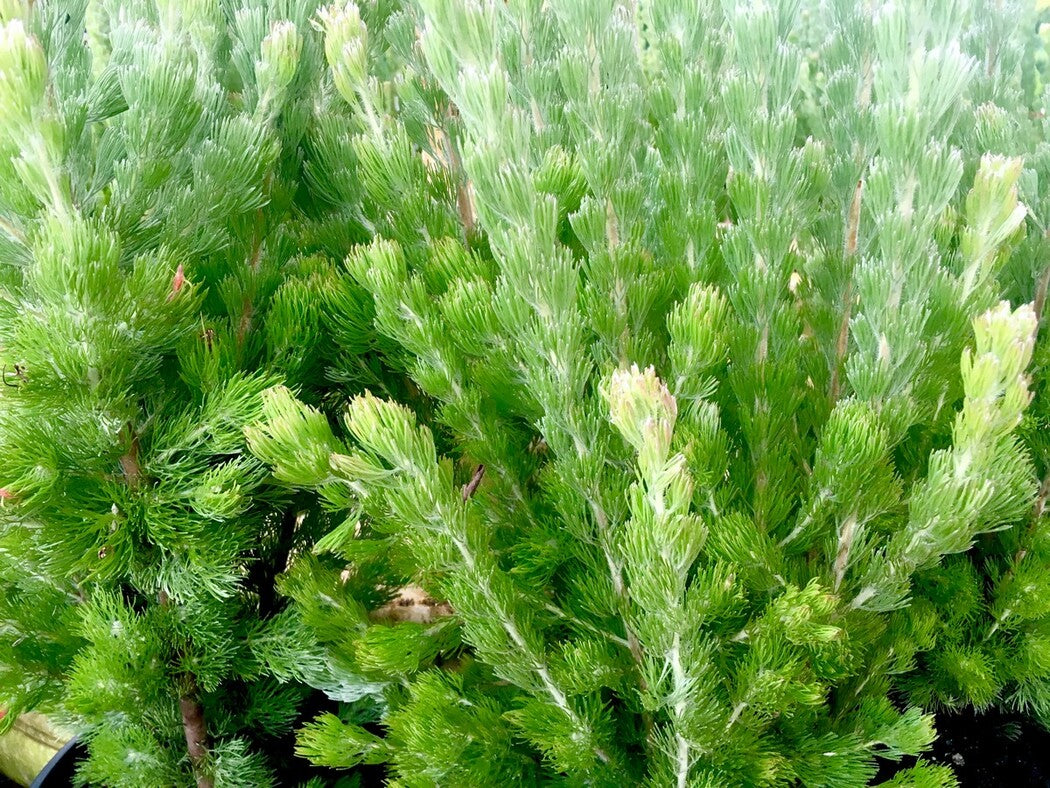 Woolly Bush Silver Streak (Adenanthos sericea)
