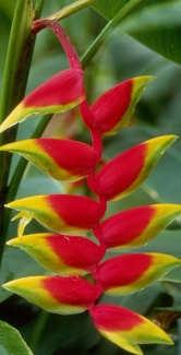 Heliconia rostrata 'Parrot's Beak' - Ladybird Nursery