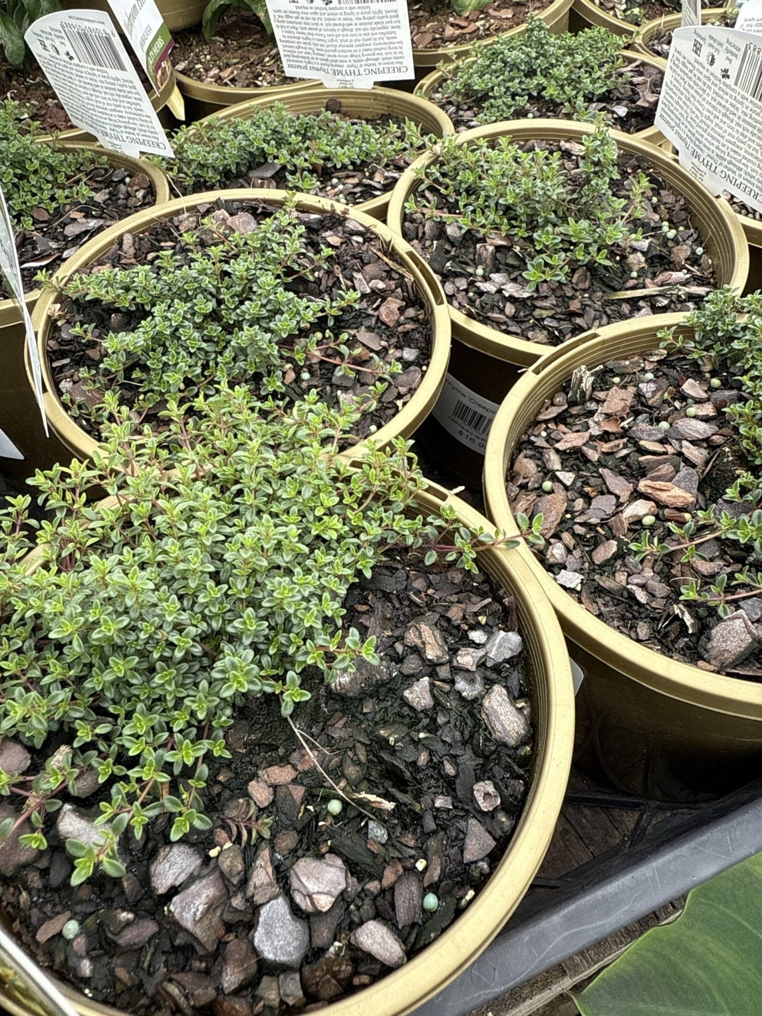 Thyme 'Creeping' (Thymus praecox) - Ladybird Nursery