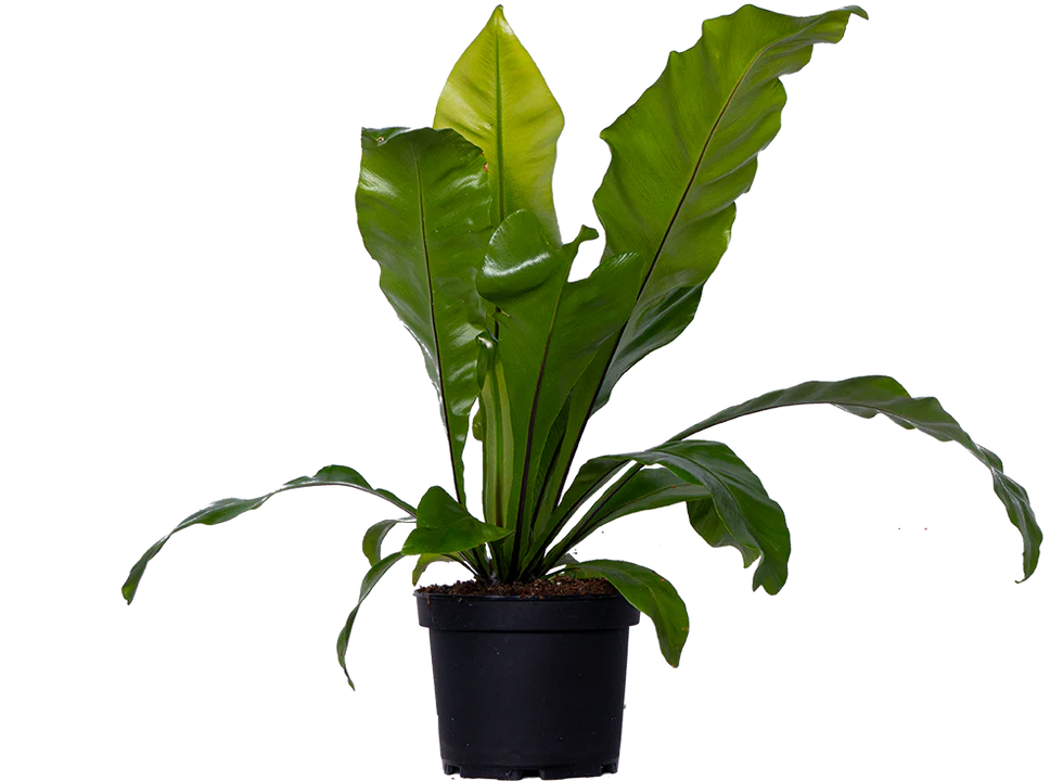 Bird's Nest Fern Cristata (Asplenium australasicum)