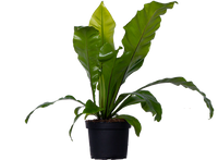 Bird's Nest Fern Cristata (Asplenium australasicum)