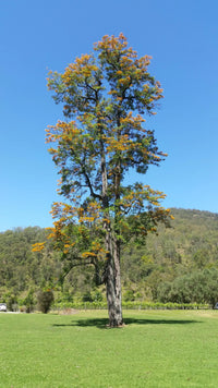Grevillea robusta - Ladybird Nursery