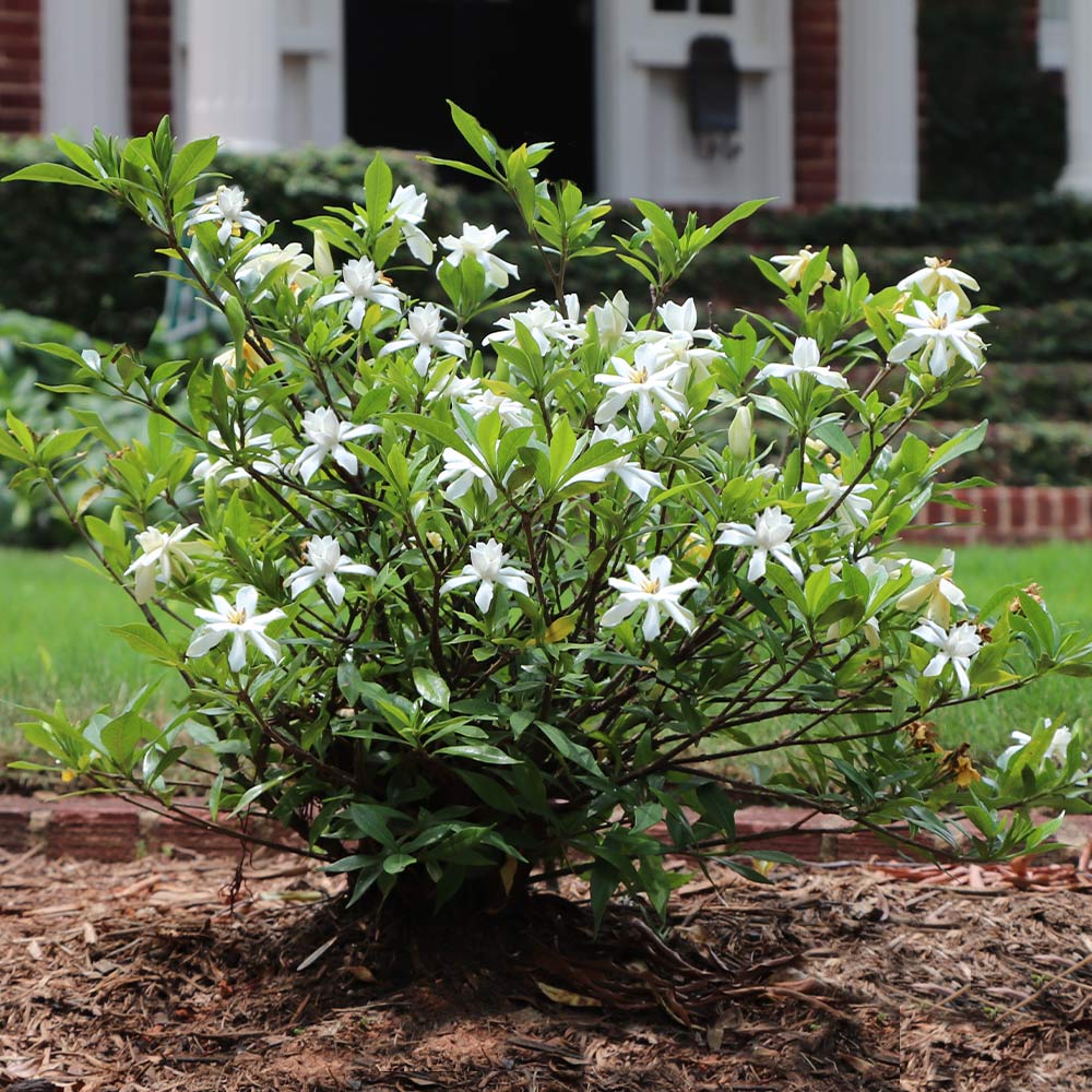 Gardenia Paradise ® Cupid (Gardenia jasminoides) - Ladybird Nursery