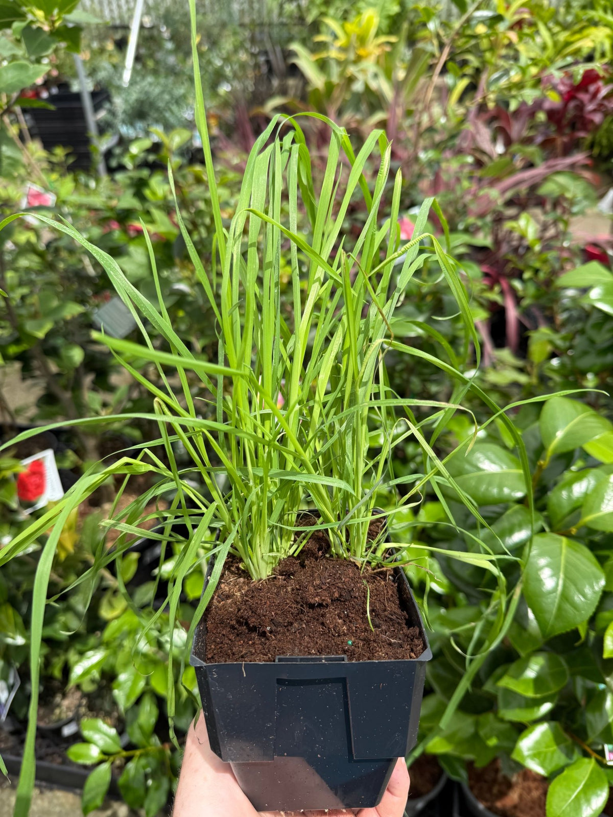Pet Grass (Dactylis glomerata) - Ladybird Nursery