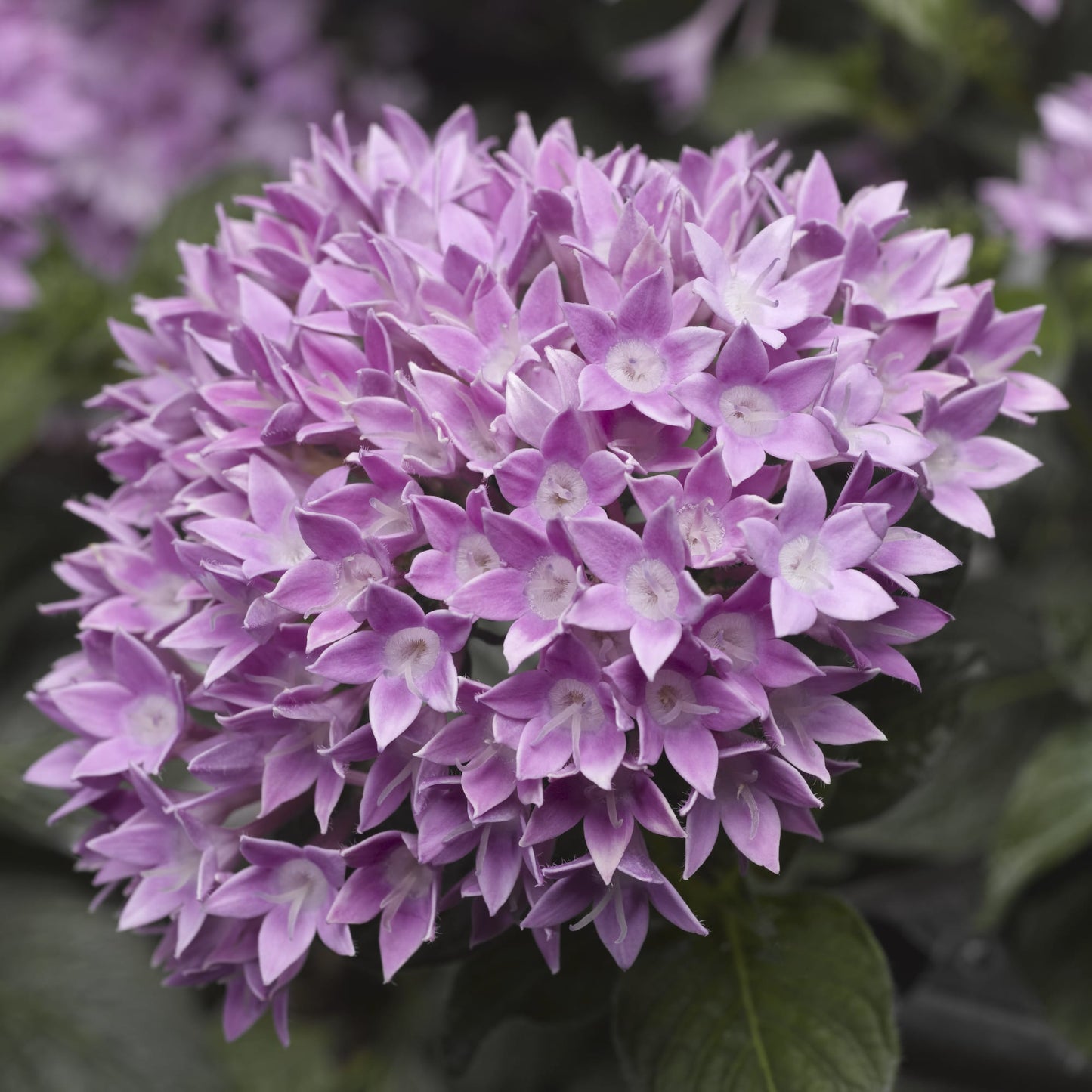 Pentas Starcluster Violet