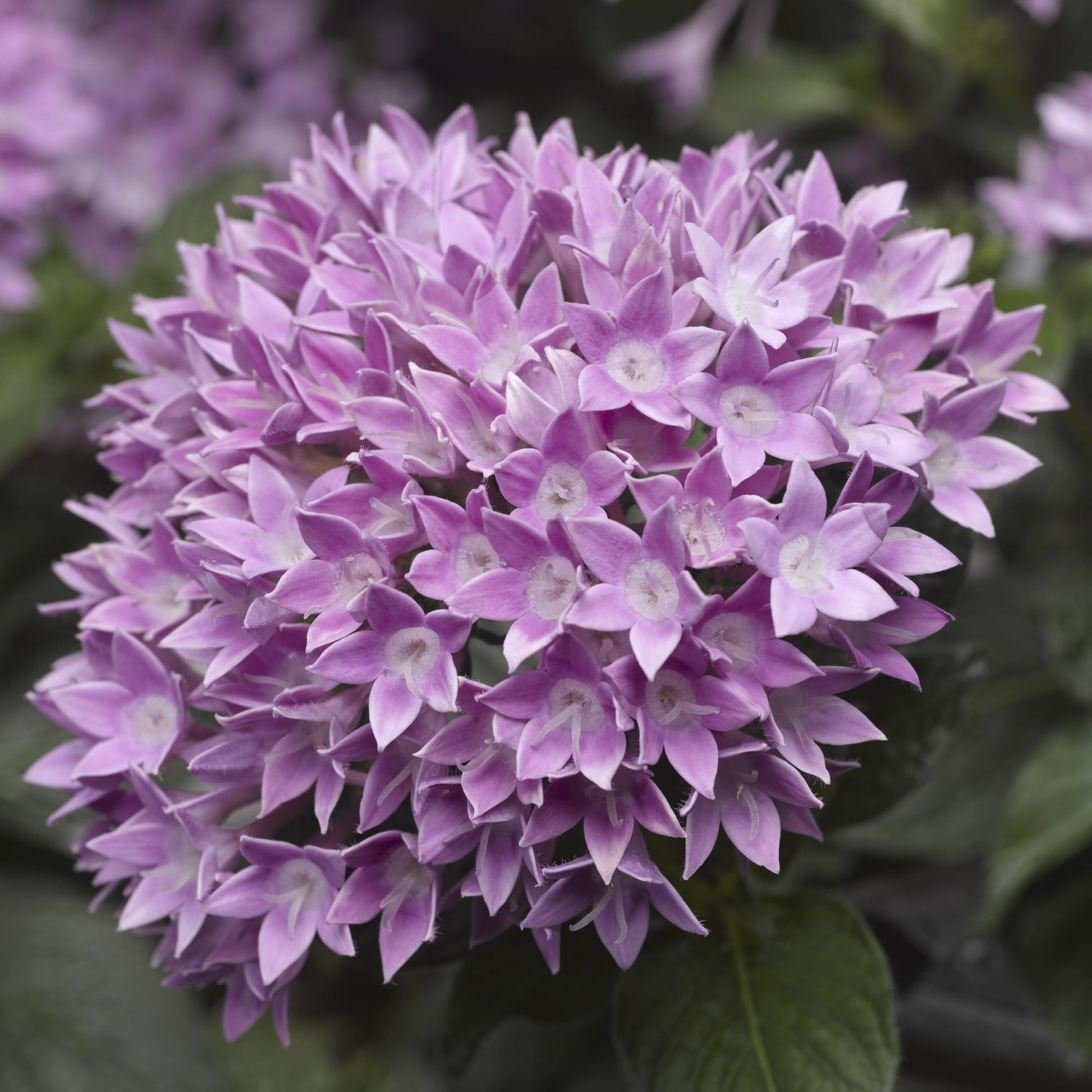 Pentas Starcluster Violet