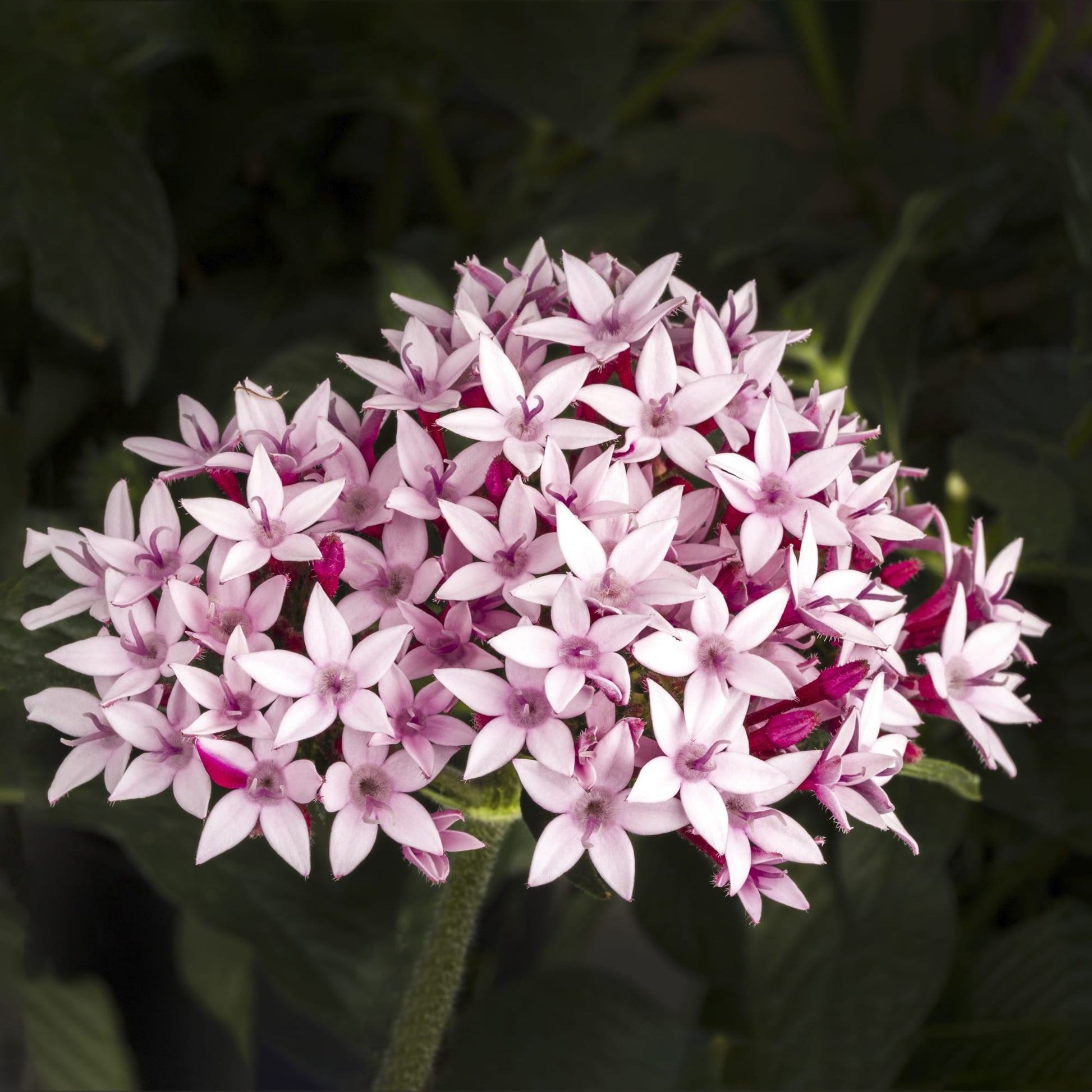 Pentas Starcluster Pink