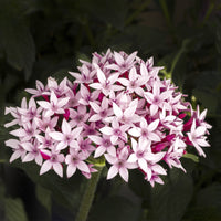 Pentas Starcluster Pink