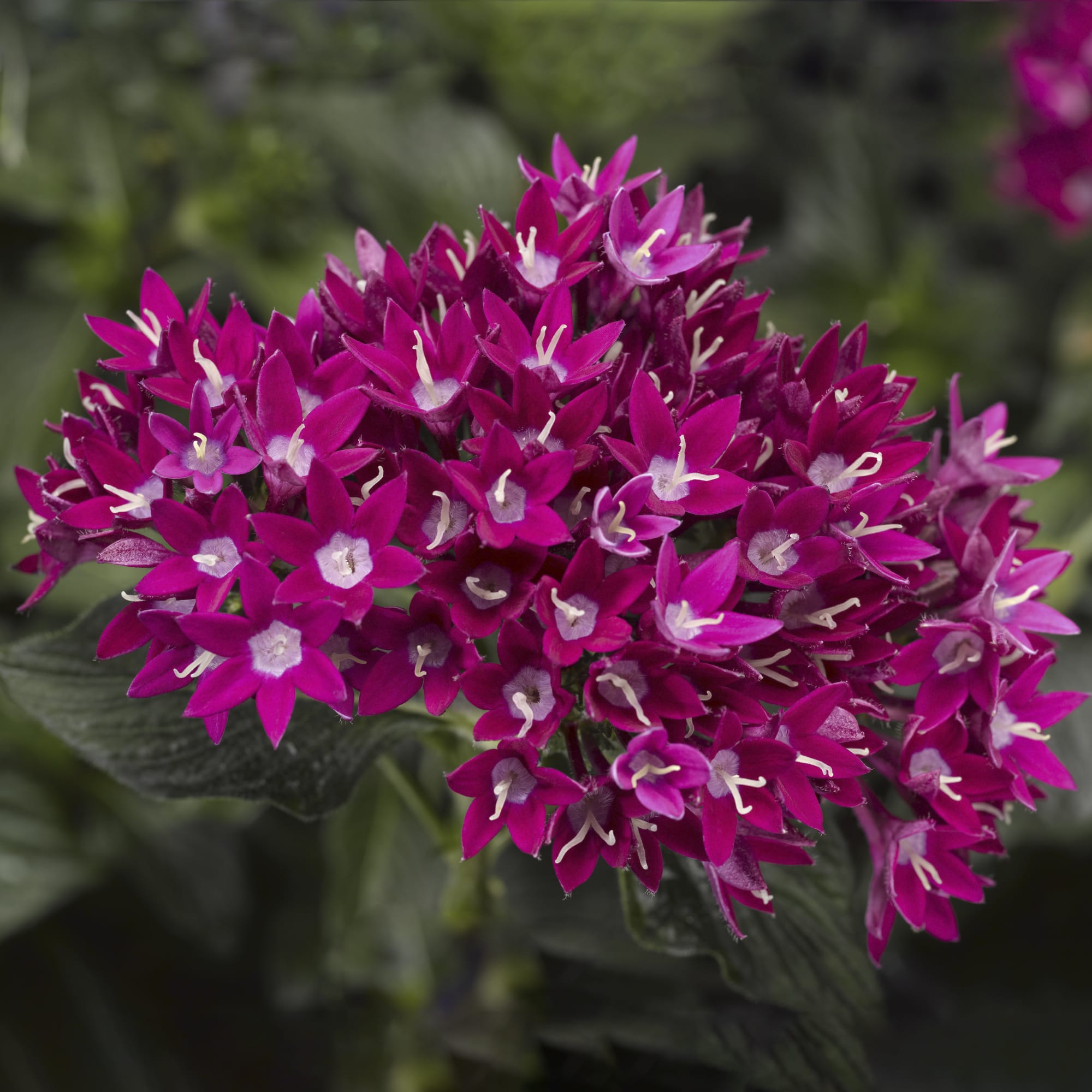 Pentas Starcluster Violet - Ladybird Nursery