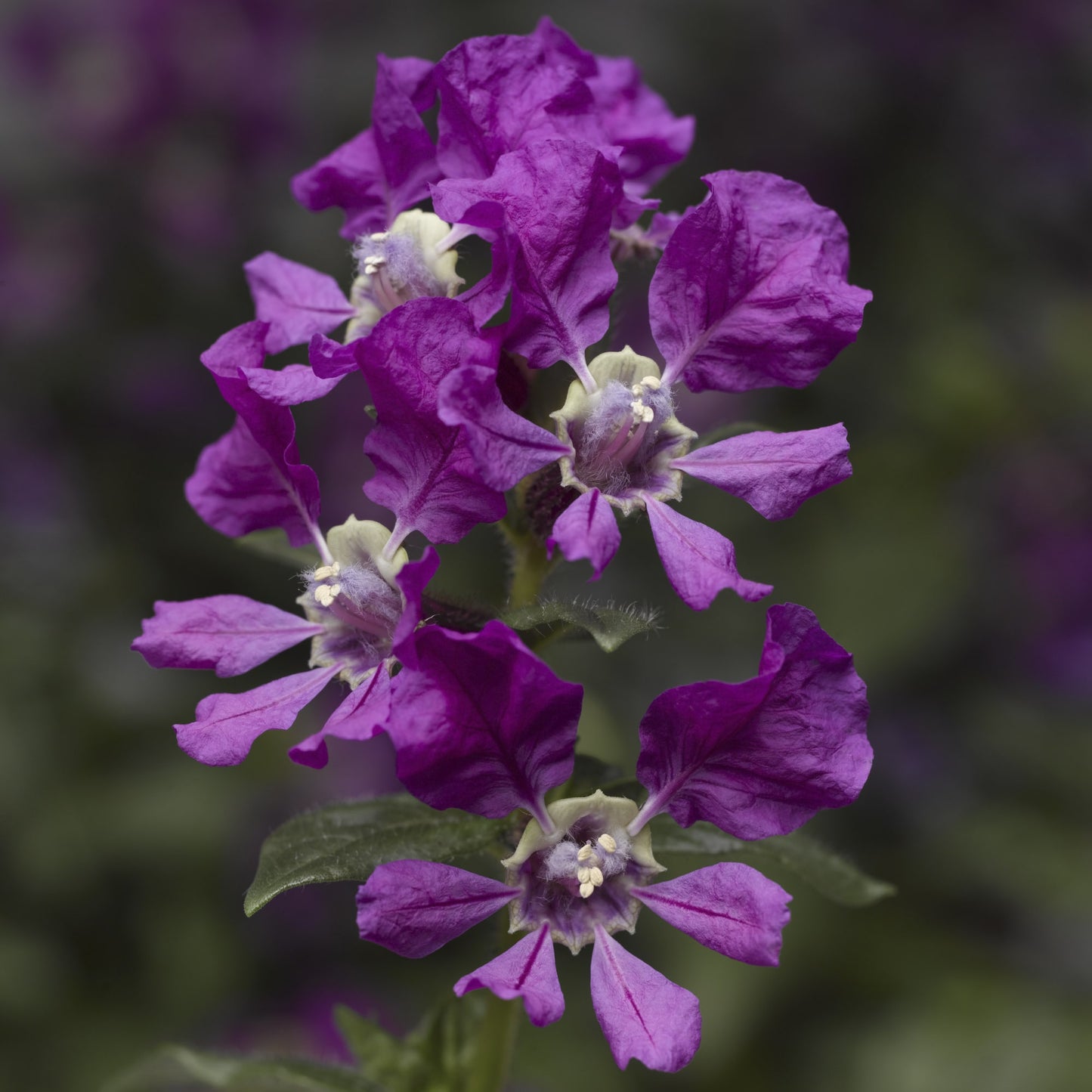 Assorted (Cuphea spp.)