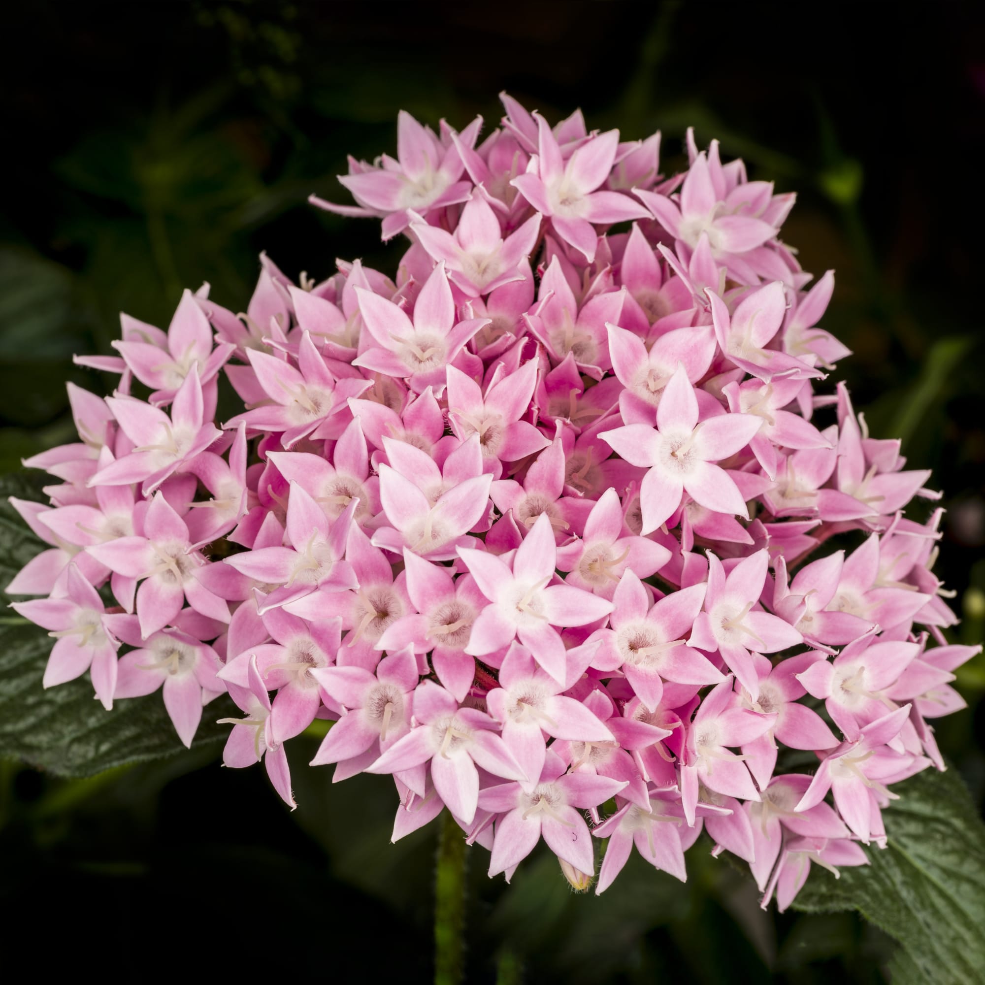 Pentas Starcluster Pink - Ladybird Nursery