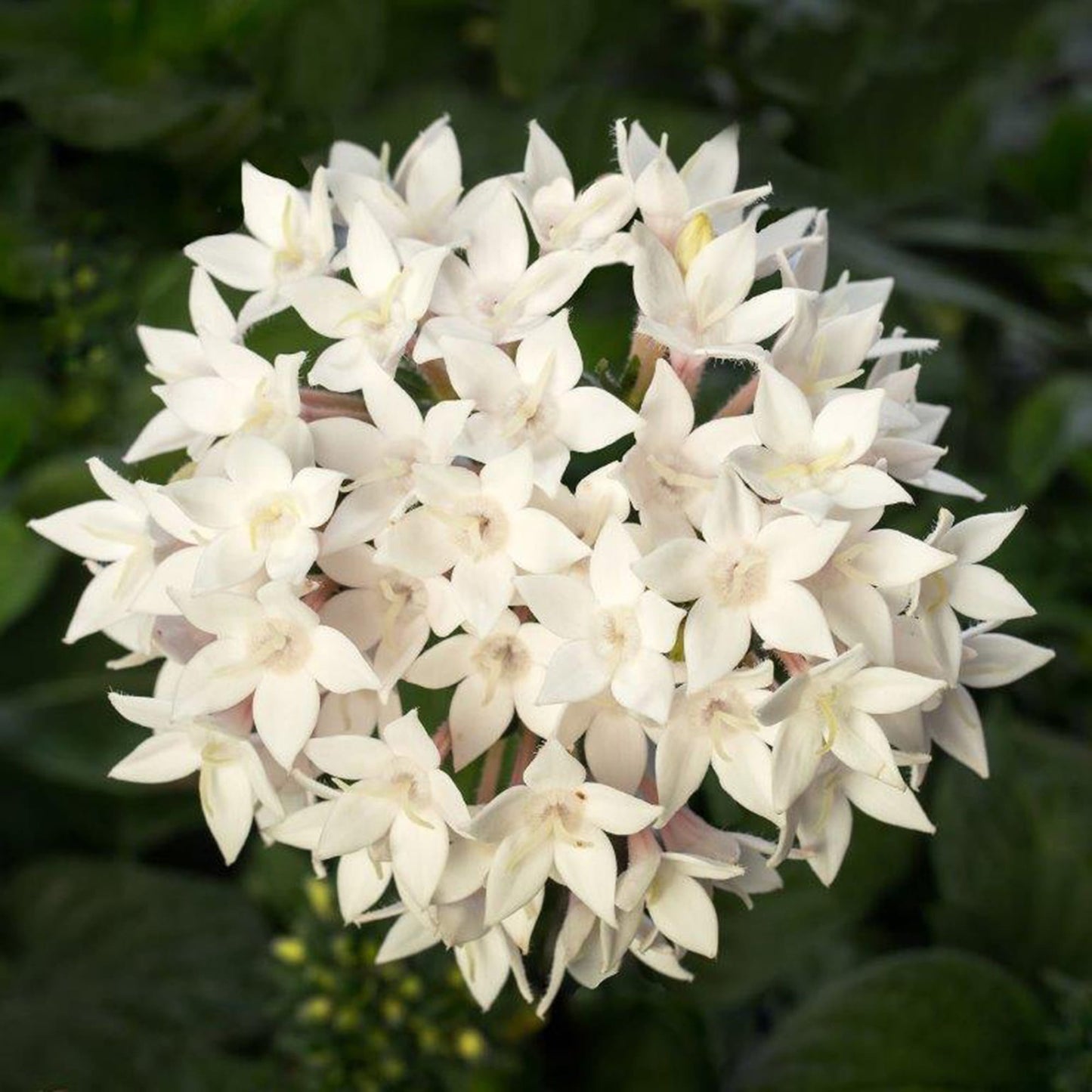 Pentas Starcluster White