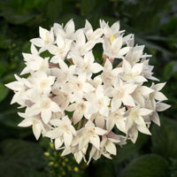 Pentas Starcluster White