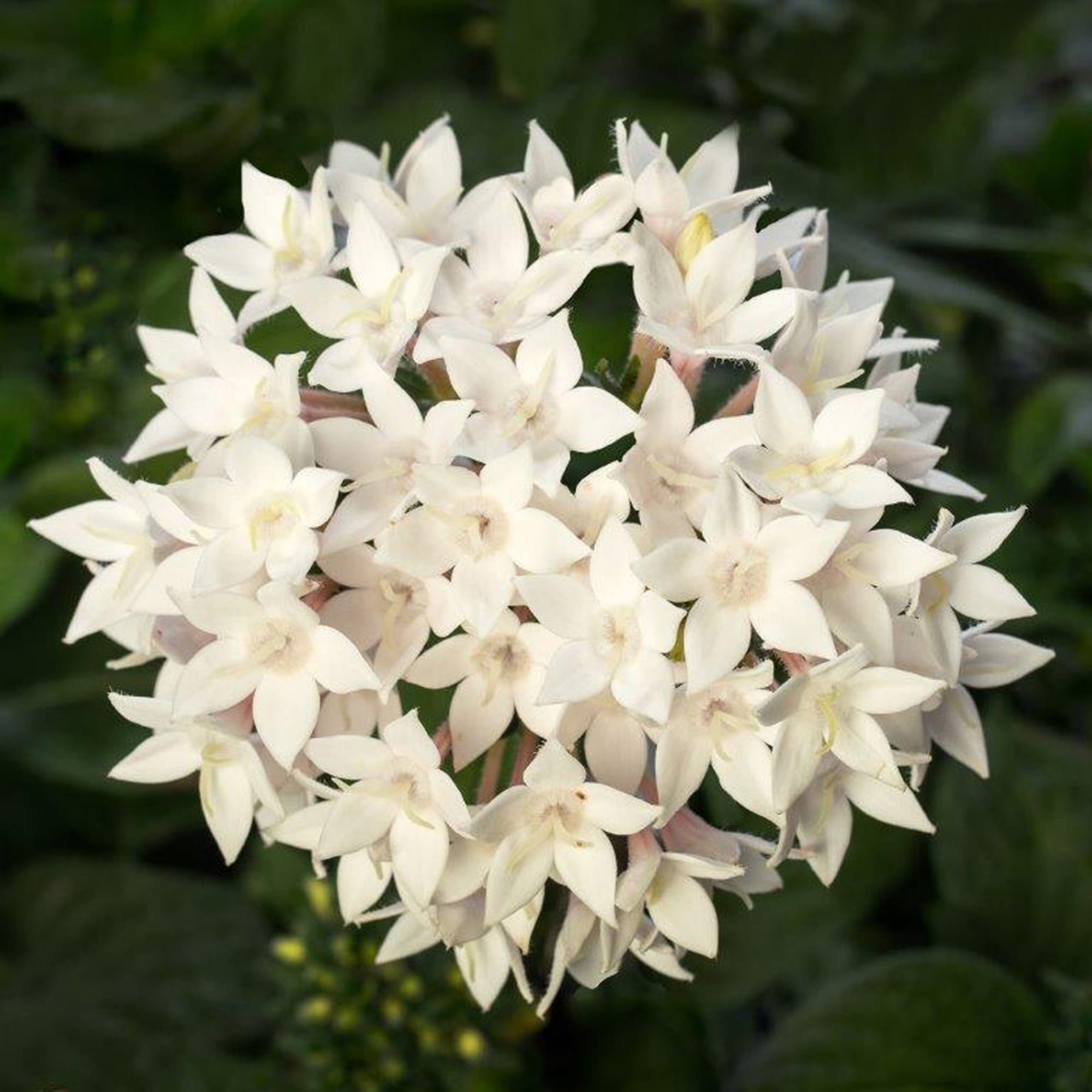 Pentas Starcluster White - Ladybird Nursery