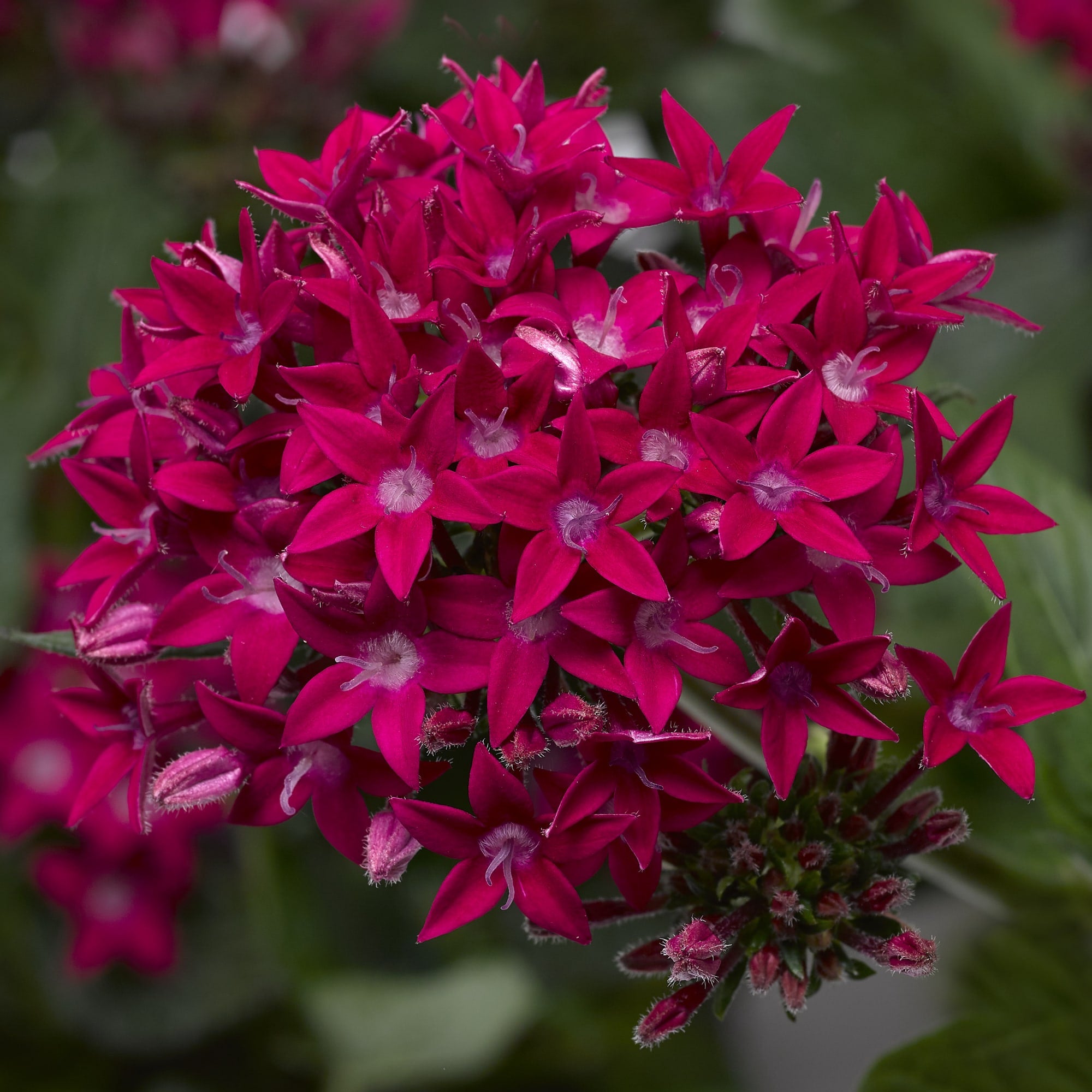 Pentas Starcluster Rose - Ladybird Nursery