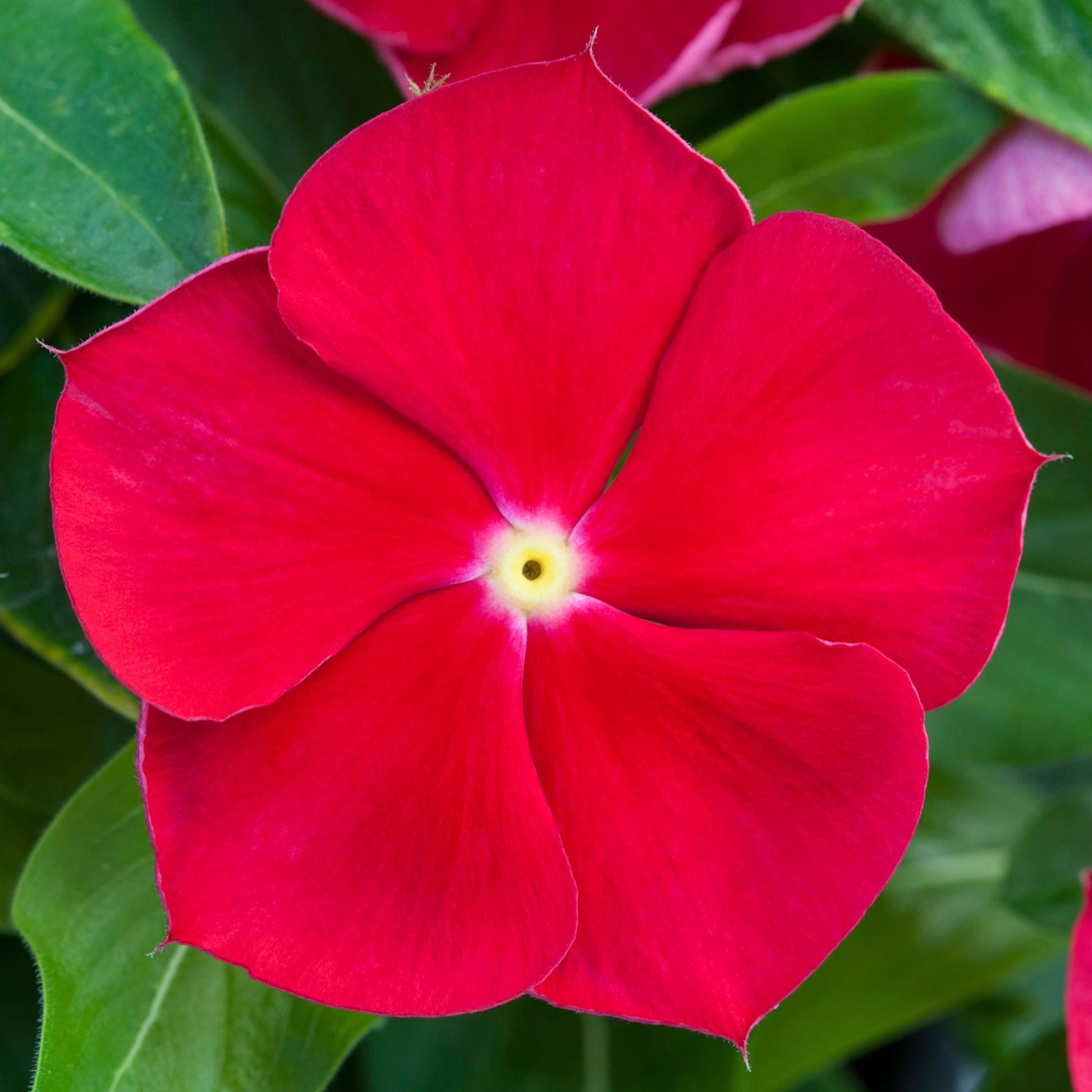 Periwinkle Red and White (Vinca spp.)