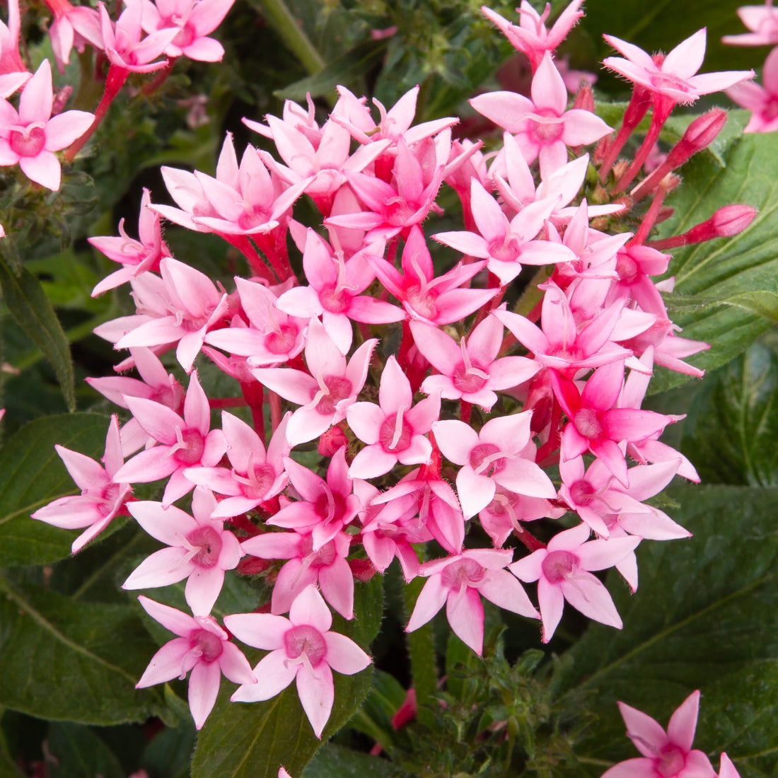 Pentas Starcluster Pink - Ladybird Nursery