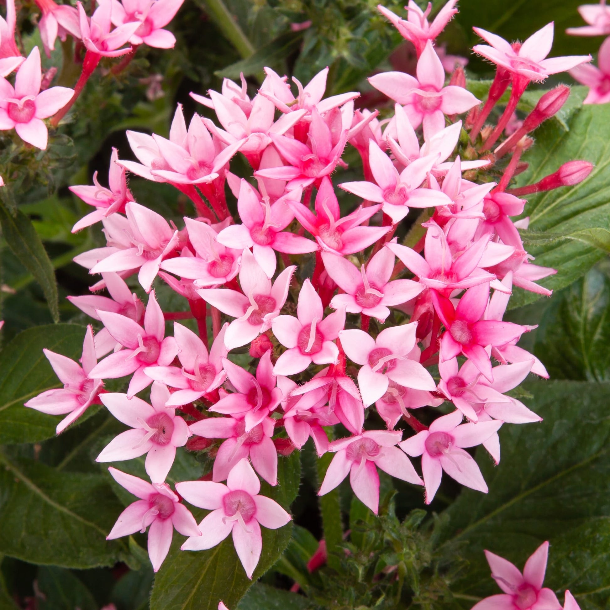 Pentas Starcluster Pink
