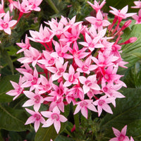 Pentas Starcluster Pink - Ladybird Nursery