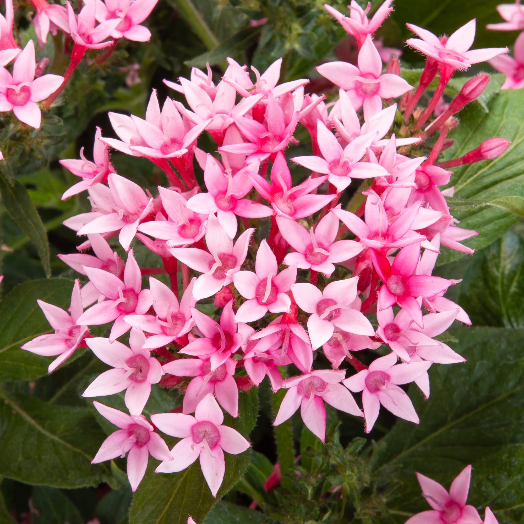 Pentas Starcluster Pink - Ladybird Nursery