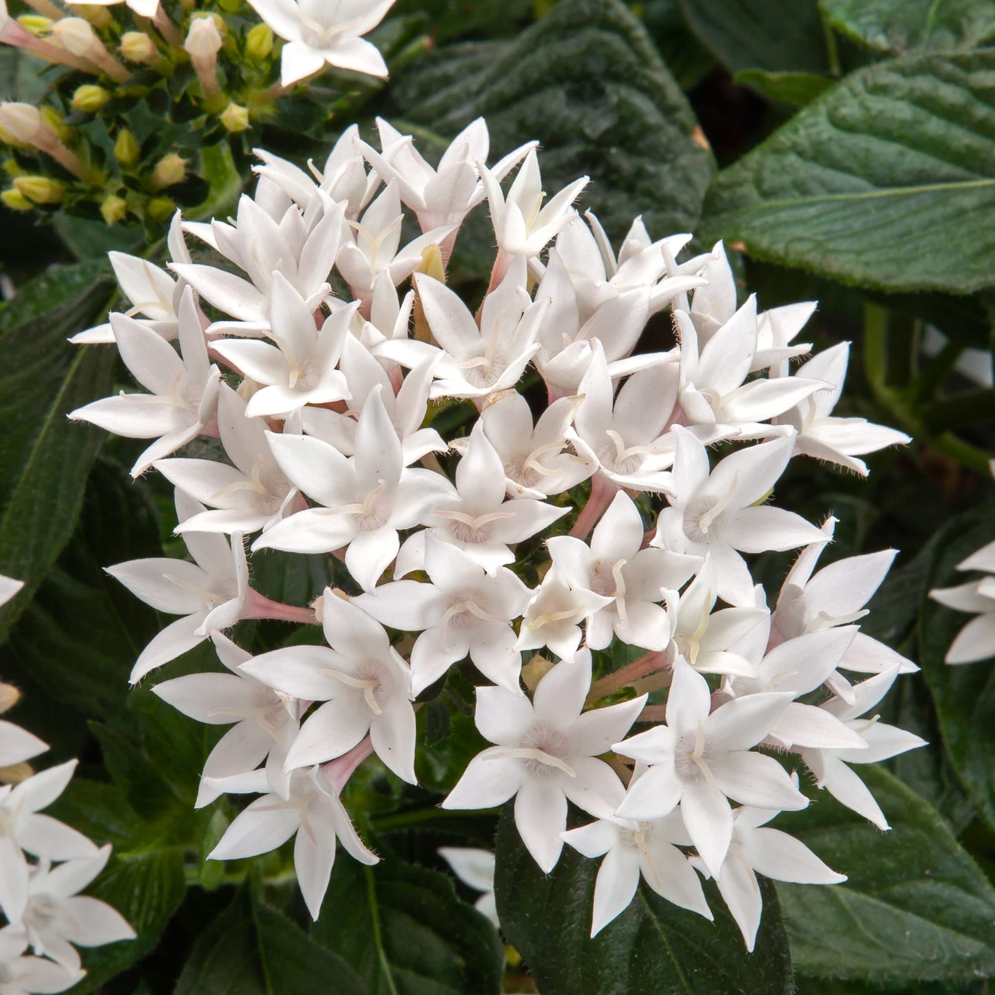 Pentas Starcluster White