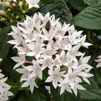 Pentas Starcluster White - Ladybird Nursery