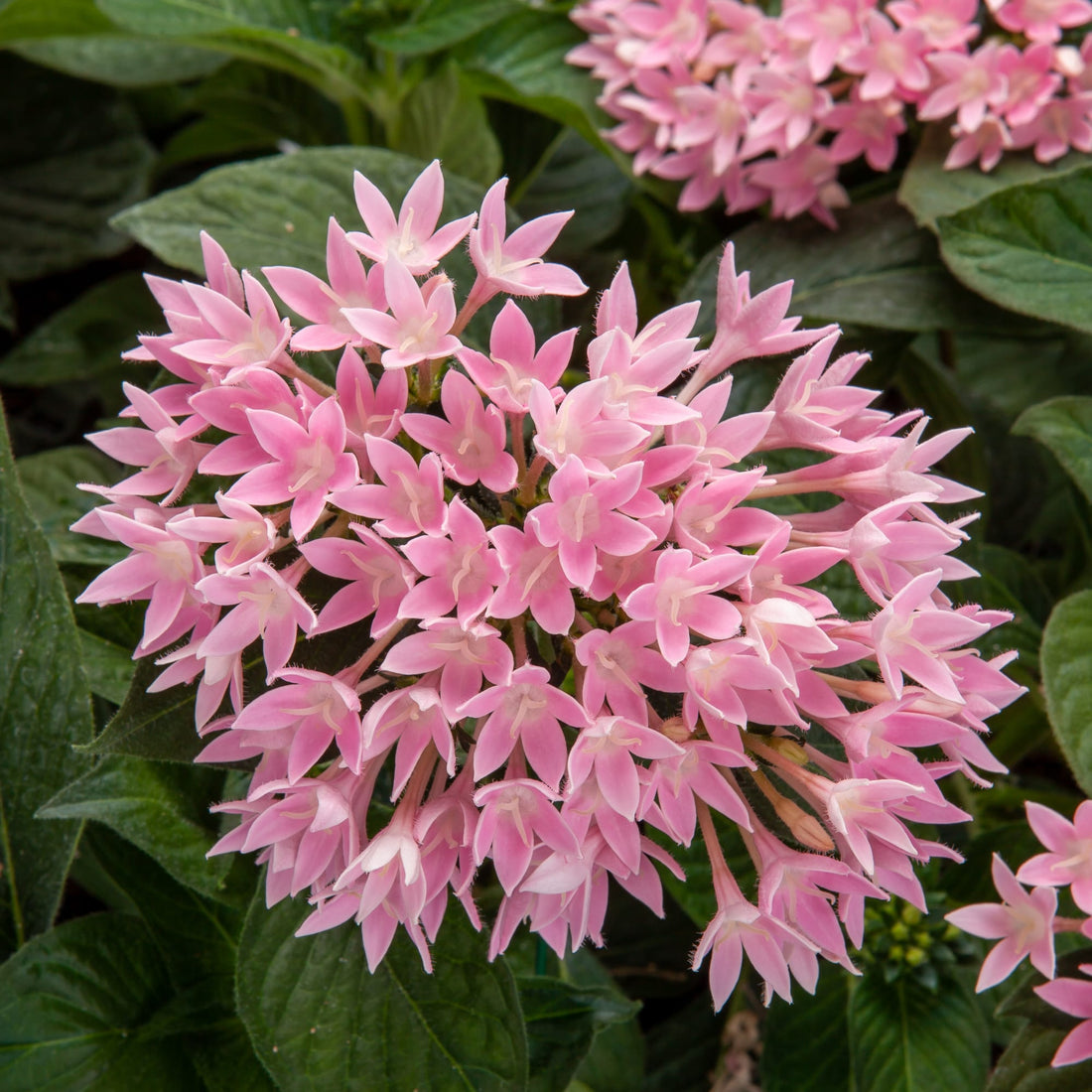 Pentas Starcluster Pink - Ladybird Nursery