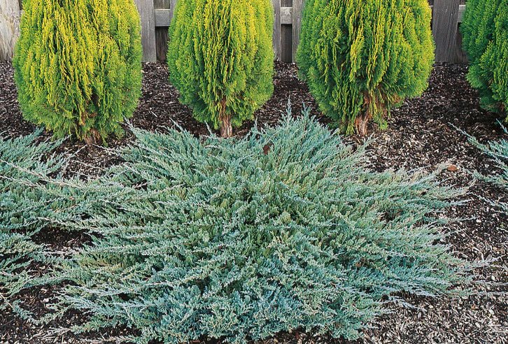 Creeping Juniper Icee Blue (Juniperus horizontalis) - Ladybird Nursery