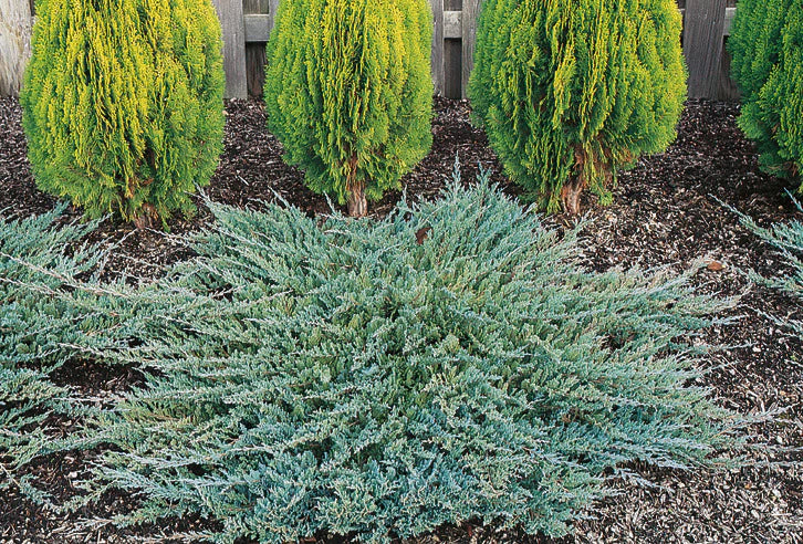 Creeping Juniper Icee Blue (Juniperus horizontalis)