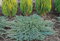 Creeping Juniper Icee Blue (Juniperus horizontalis) - Ladybird Nursery