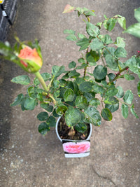 Rose 'Bridal Bouquet' (Rosa) - Ladybird Nursery