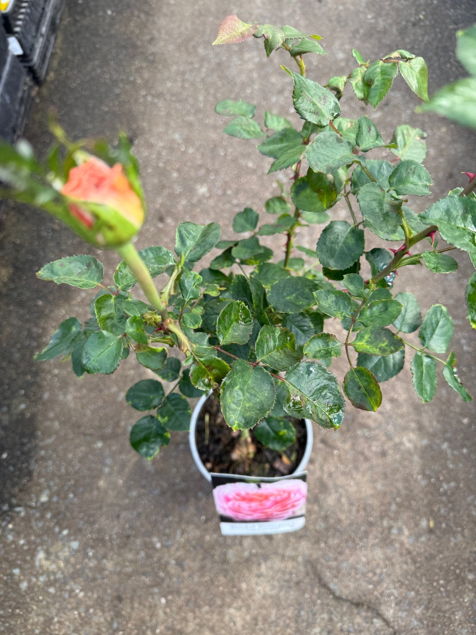 Rose 'Bridal Bouquet' (Rosa) - Ladybird Nursery