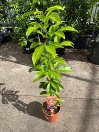 Orange Berry (Glycosmis trifoliata) - Ladybird Nursery