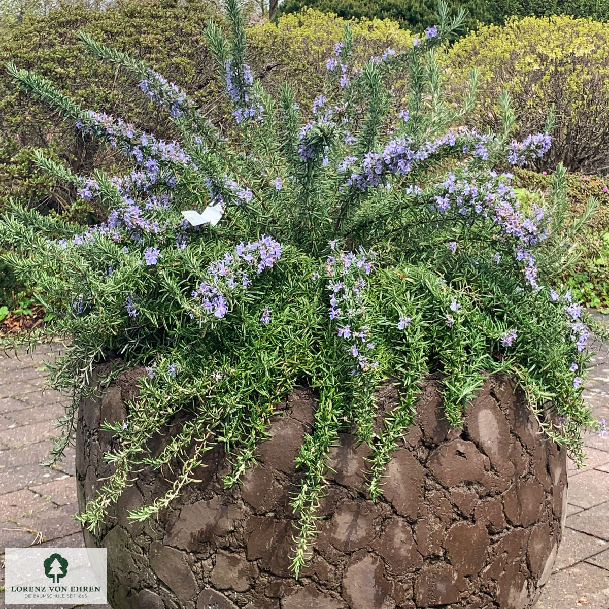 Rosemary Prostratus 140mm Pot (Rosmarinus officinalis)